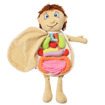 Anatomijas Medicīnas Iekšējo Orgānu Izpratni Agrīnās Izglītības Rotaļlieta Pirmsskolas Vecuma Cilvēku Ķermeņa Modeļa Anatomija Priekšauts Lelles Mīkstas Rotaļlietas Lelle