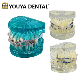 Zobu Ortodontijas Zobu Mācību Modeli, Zobu Tehniķa Prakse Studē Ārsta un pacienta Komunikācija Zobārstniecības Instrumenti